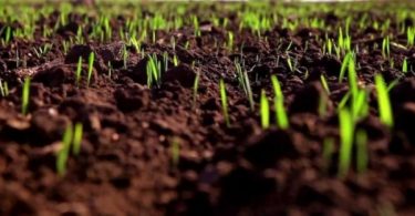 Яровые зерновые в Украине посеяны на 6,1 млн га